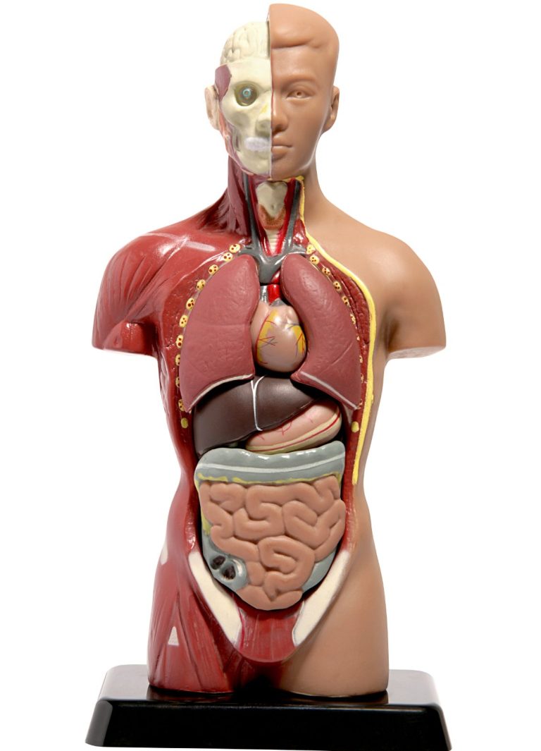 Anatomisches Modell eines menschlichen Körpers mit sichtbaren Organen und Muskeln.