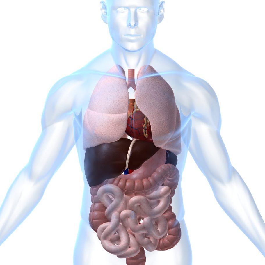 Schematische Darstellung des menschlichen Körpers mit inneren Organen und Systemen.